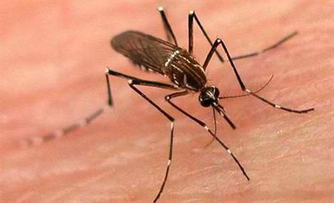 Alemanha contribui para combate à dengue no RJ