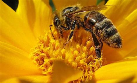 BASF atua na saúde das abelhas