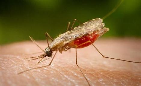 Parceria renova fôlego no combate à malária