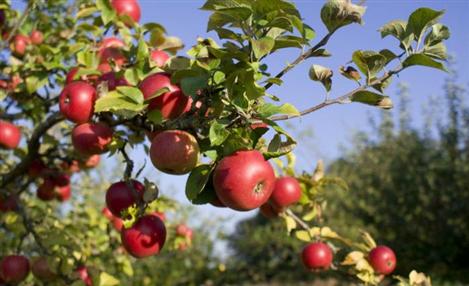 BASF capacita produtores de maçã catarinenses