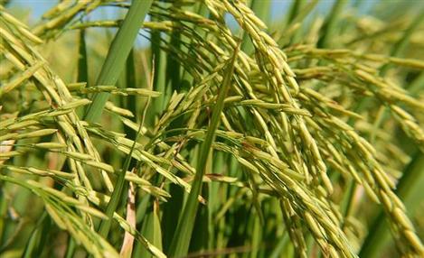 Um destino sustentável para a casca de arroz