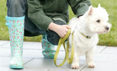 Bayer lança projeto de conscientização sobre pets
