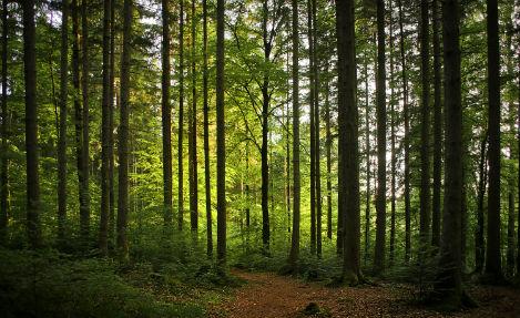Alemanha doa mudas para o Projeto Plante Árvore