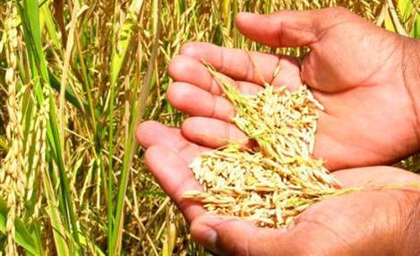 BASF e Epagri lançam novo cultivar de arroz