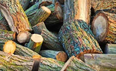 Cresce uso de madeira para geração de energia