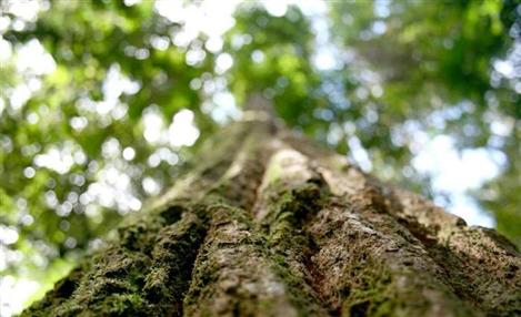 Ecogerma Manaus discute sustentabilidade