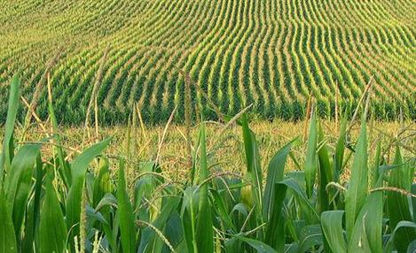 BASF e Monsanto anunciam avanços em parcerias
