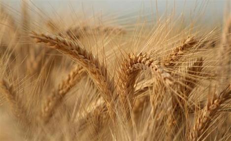 BASF registra nova patente de trigo