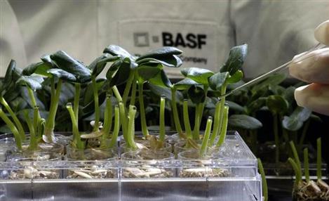 BASF incrementa negócio de soluções agrícolas