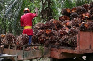 Henkel e organização Solidariedade fomentam cultivo sustentável de óleo de palma