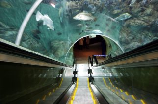 Shangai Aquarium na China