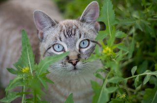 Boehringer Ingelheim Saúde Animal apresenta novo tratamento para felinos