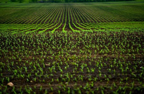 Corn Fields - Agriculture Photo Theme. Small Corn Plants Horizontal Photo.