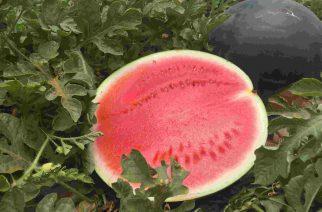 Pingo Doce pode estimular o consumo de melancia no Brasil seguindo modelo espanhol