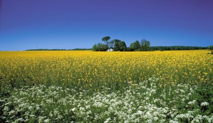 Sustentáveis e seguros: antiespumantes concentrados com alto teor de bioderivados