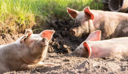 Congresso online discutirá desafios jurídicos e sustentáveis da proteção e do bem-estar animal