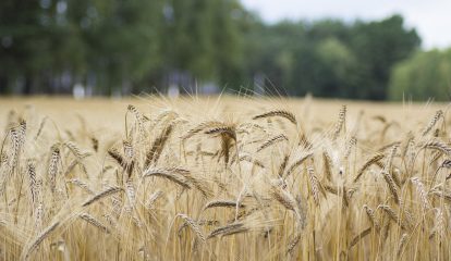 BASF desenvolve semente híbrida de arroz para aumentar produtividade