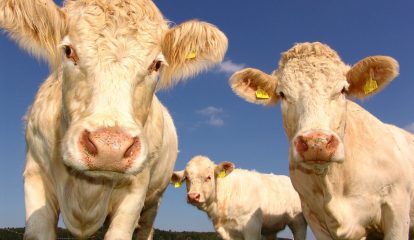 Conferência traz ao Brasil experts alemães do setor de Biogás, Cogeração e Trigeração