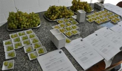 Bayer pesquisa sabor de uvas