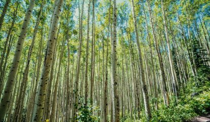 PwC aponta a expectativa de otimismo para os mercados de carbono na próxima década