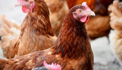 Evonik lança o quinto aminoácido para a nutrição animal