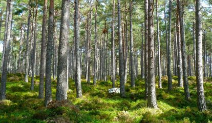 Körber obtém Ouro na classificação de sustentabilidade EcoVadis 2024