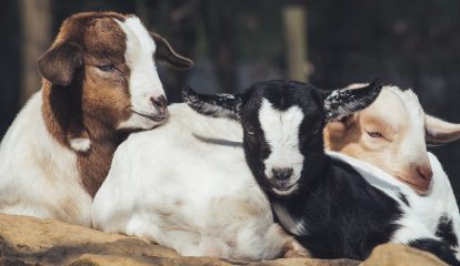 Don’t forget the animals: Congresso de Proteção e Bem-Estar Animal reúne especialistas da área em sua 4ª edição