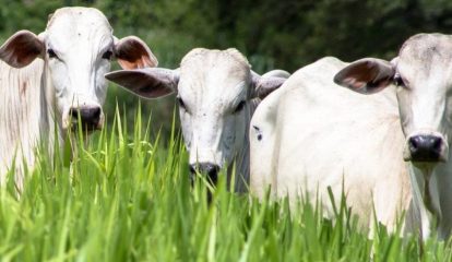 Vaboro é o novo herbicida para o manejo das pastagens