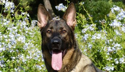 Bayer lança “licença Peternidade” para apoiar a adoção de animais