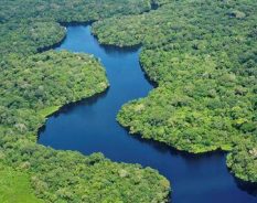 BASF transforma biodiversidade amazônica em inovação para indústria cosmética