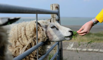 Evonik apresenta nova versão do banco de dados de matérias-primas para alimentação animal