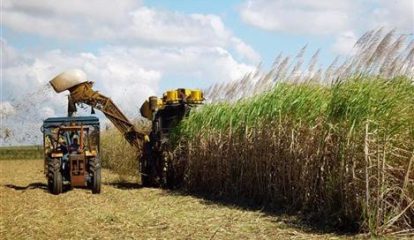 Bayer investe na agricultura tropical