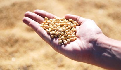 Biotecnologia em soja da Bayer aumenta colheitas