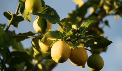 Bayer firma parceria com Adroit Robotics para monitoramento digital de citrus