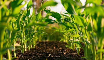 Bayer e Abag anunciam abertura das inscrições para o Prêmio Mulheres do Agro na Agrishow