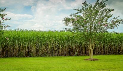 Nova solução da Bayer para manejo de nematoides aumentou em até 10% a produtividade da cana planta