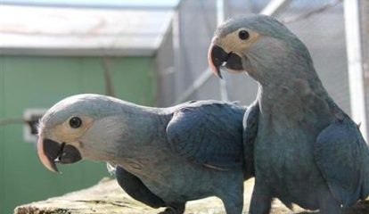 Brasil recebe casal de ararinhas-azuis da Alemanha