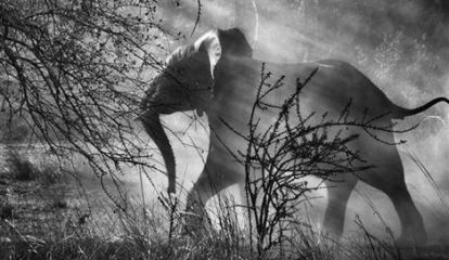 Sebastião Salgado em cartaz em Berlim