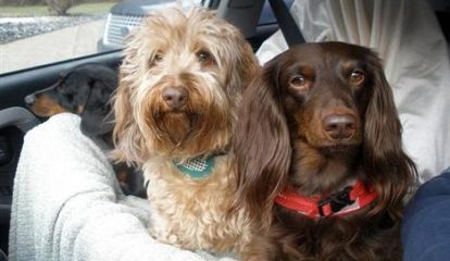 Audi cria acessório para pets