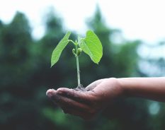 No Mês do Meio Ambiente, Colégio Humboldt reforça compromisso com a sustentabilidade