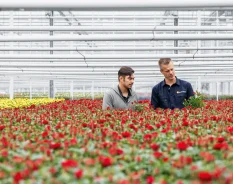 Festo automatiza propagação de rosas com terminal de válvulas VTUX