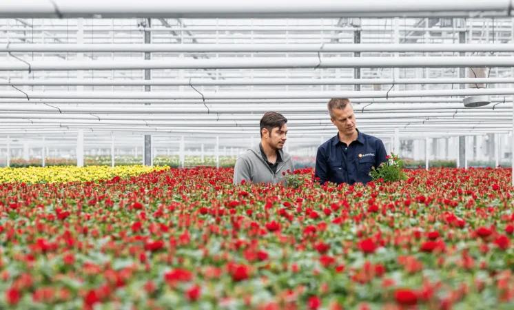 Festo automatiza propagação de rosas com terminal de válvulas VTUX