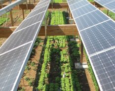 Plano Safra reduz recursos para transição energética com energia solar e sistemas de armazenamento, alerta ABSOLAR