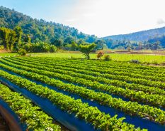 Subsidiárias BASF lançam análises nutricionais para uso em fazendas