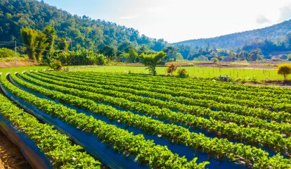 Subsidiárias BASF lançam análises nutricionais para uso em fazendas