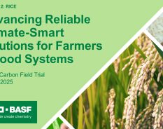 BASF avança em práticas de arroz inteligente para reduzir emissões e consumo de água
