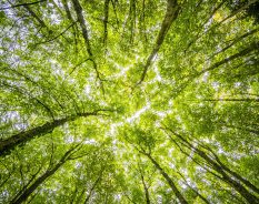 CBAIS 2025: Edição especial Pré-COP30 discute tendências internacionais para um futuro Net Zero e resiliente às mudanças climáticas
