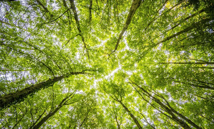 CBAIS 2025: Edição especial Pré-COP30 discute tendências internacionais para um futuro Net Zero e resiliente às mudanças climáticas