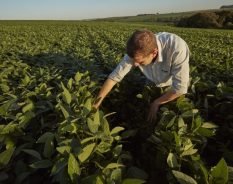 BASF Agricultural Solutions adquire AgBiTech, que atua em controle de insetos