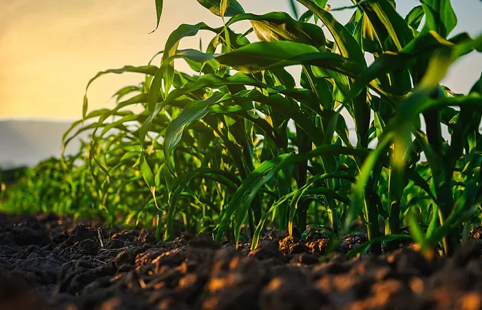 Bayer conecta dados e genética para transformar plantio de 2 milhões de hectares de milho por ano